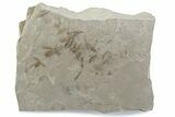 Fossil Insect (Crane Flies, Crickets, & Beetle) Plate - Utah #377101-2